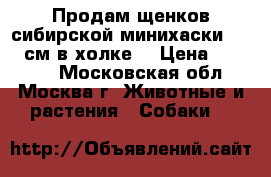 Продам щенков сибирской минихаски(40-45 см в холке) › Цена ­ 15 000 - Московская обл., Москва г. Животные и растения » Собаки   